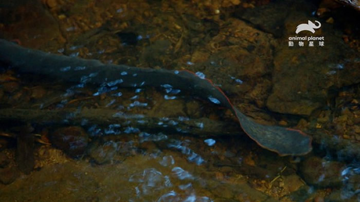 红纹刺鳅的头和尾巴有亮红色线条，优雅摆尾时的移动方式与龙相似。