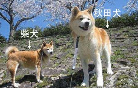 柴犬和秋田犬有哪些区别?四个方面轻松分辨