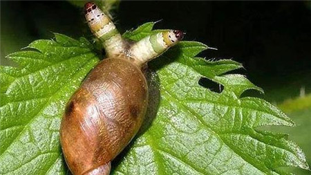 僵尸蜗牛真的是僵尸吗?僵尸蜗牛有什么可怕之处