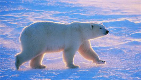 北极熊的毛是什么颜色的?并非我们所见到的白色