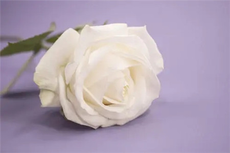 为什么白玫瑰不能随便送人?白玫瑰适合送什么人?