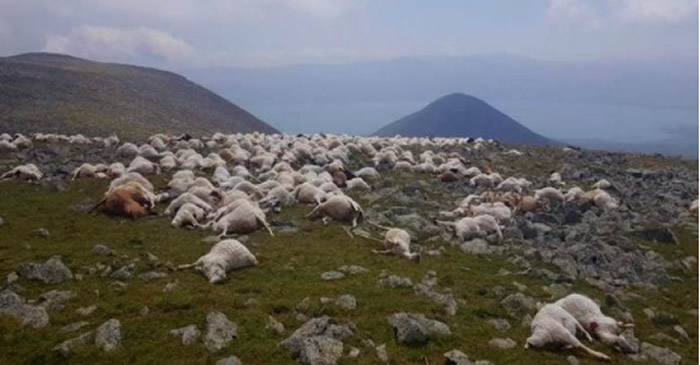 一道闪电划过 格鲁吉亚550只羊瞬间集体死亡
