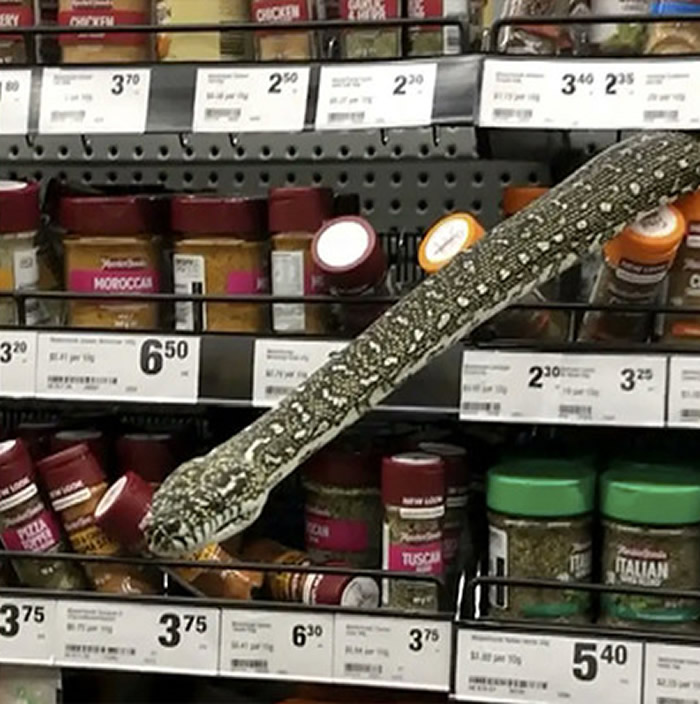 澳洲女子逛超市时发现货架上出现一条超过3公尺的大蟒蛇