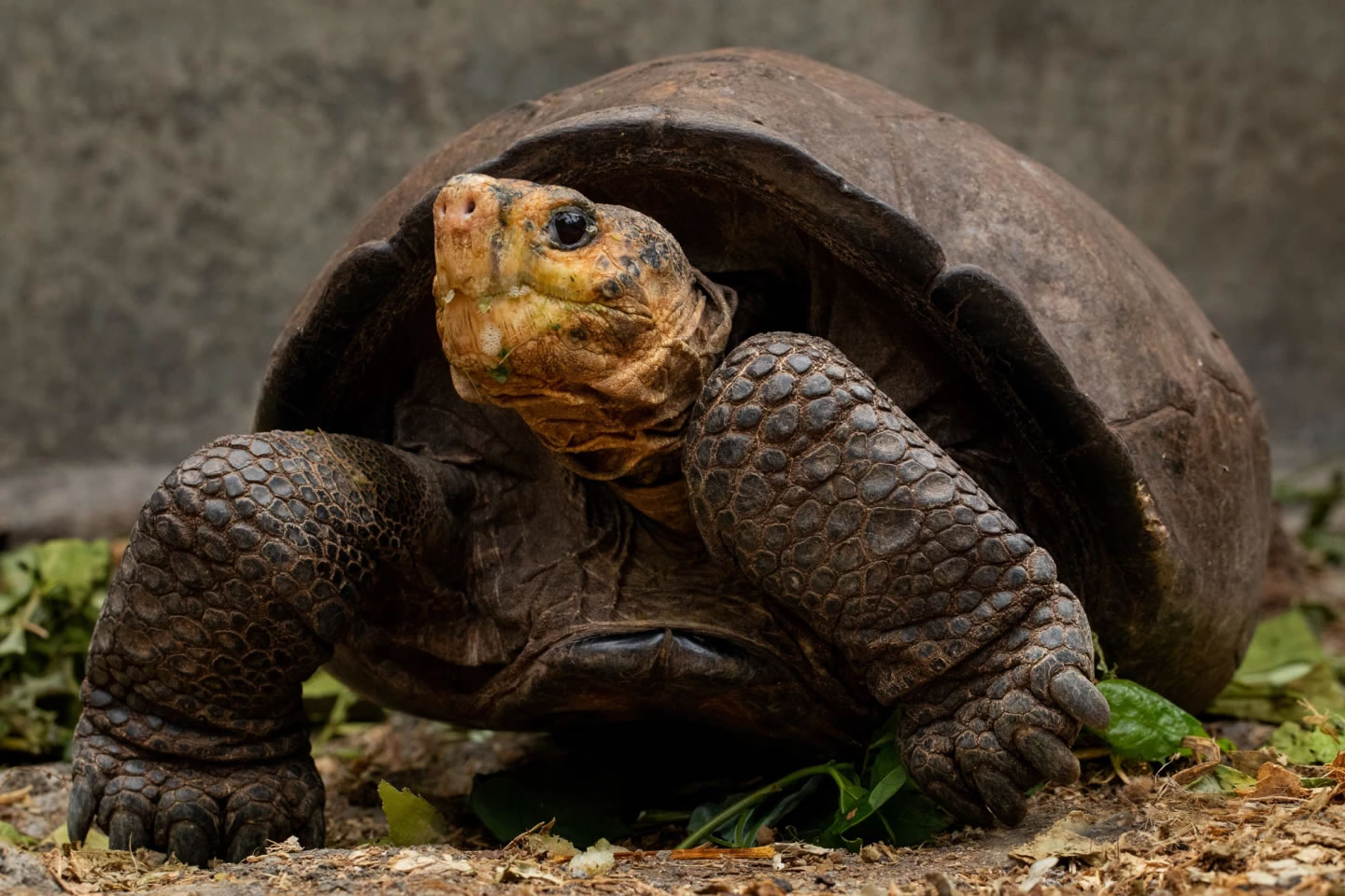 为什么乌龟是自然界的长寿之星？