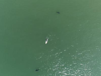 无人机帮助研究人员消除被误导的恐惧：事实证明鲨鱼遇人实际上并不那么罕见
