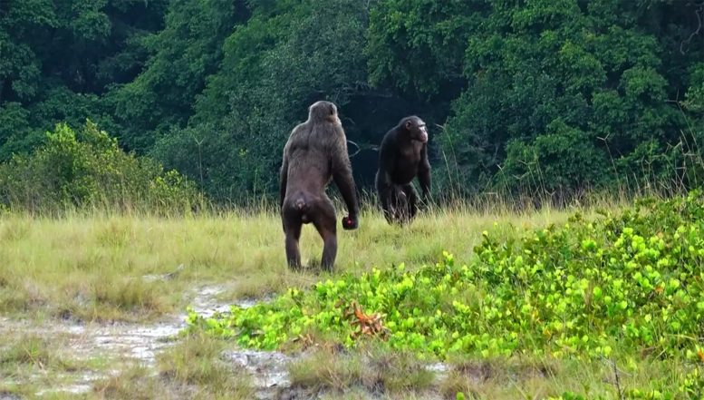 在加蓬卢安果国家公园首次观察到黑猩猩在野外对大猩猩的致命攻击