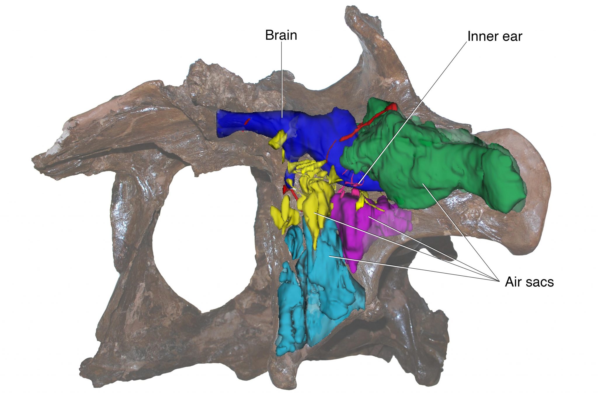 科学家首次使用CT扫描来数字重建达斯普拉特龙标本的大脑