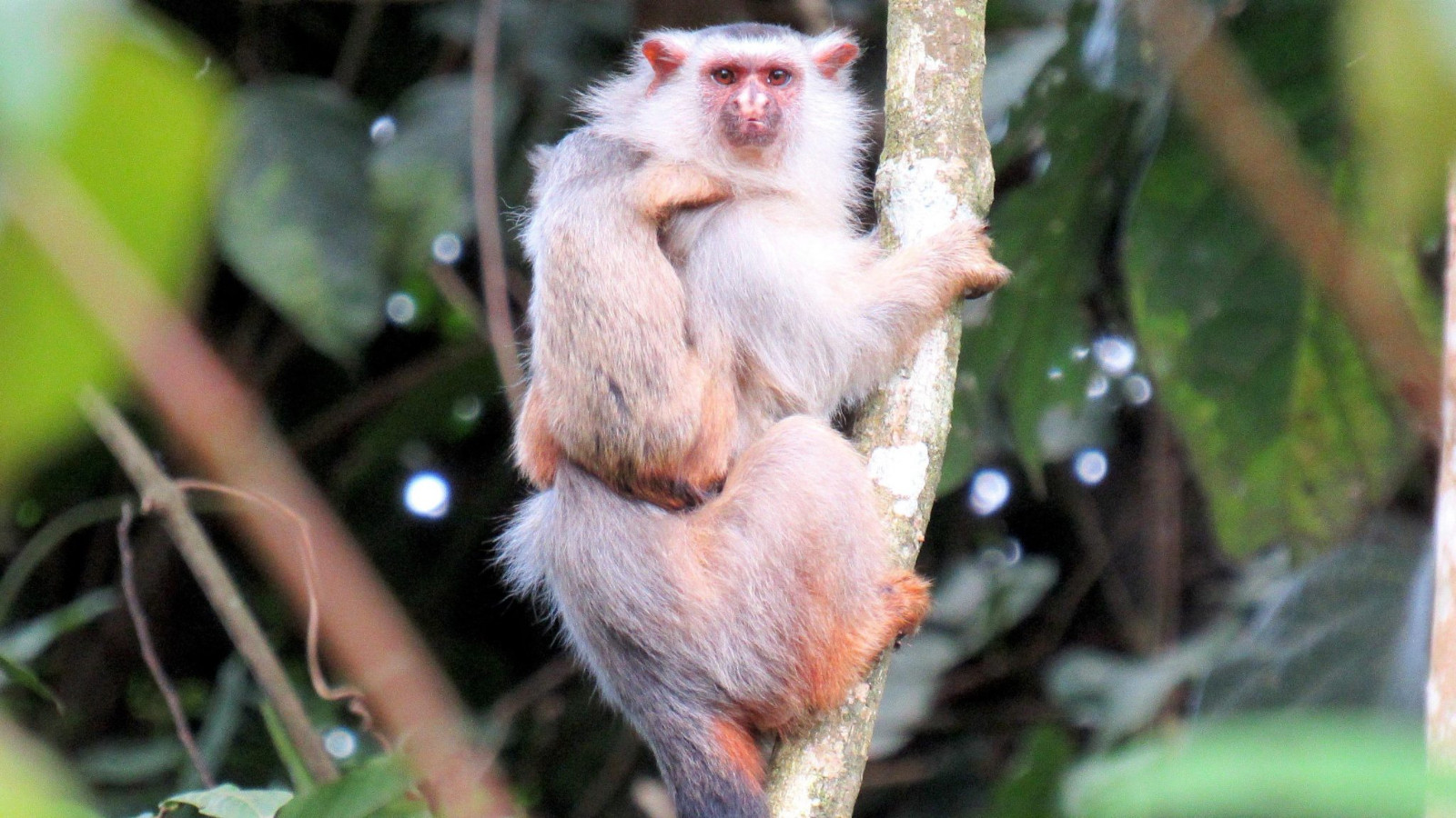 巴西亚马逊地区发现狨猴新物种