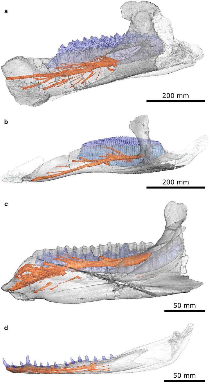 最新研究结果表明霸王龙的下巴具有敏感的神经末梢