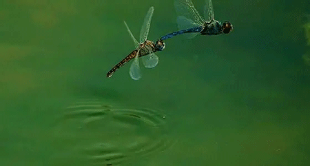 为什么蜻蜓会点水?蜻蜓点水的目的是什么?