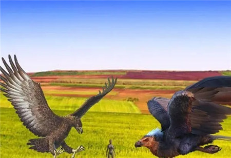 阿根廷巨鹰灭绝了吗?阿根廷巨鹰为什么会灭绝?