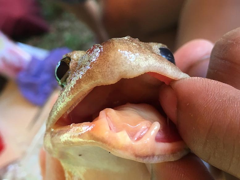 菲律宾发现尖牙蛙新物种Limnonectes beloncioi