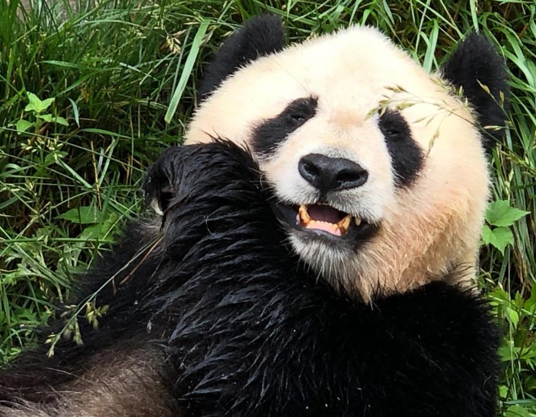 大熊猫的饮食偏好对其牙齿和颌骨的进化产生了重大影响
