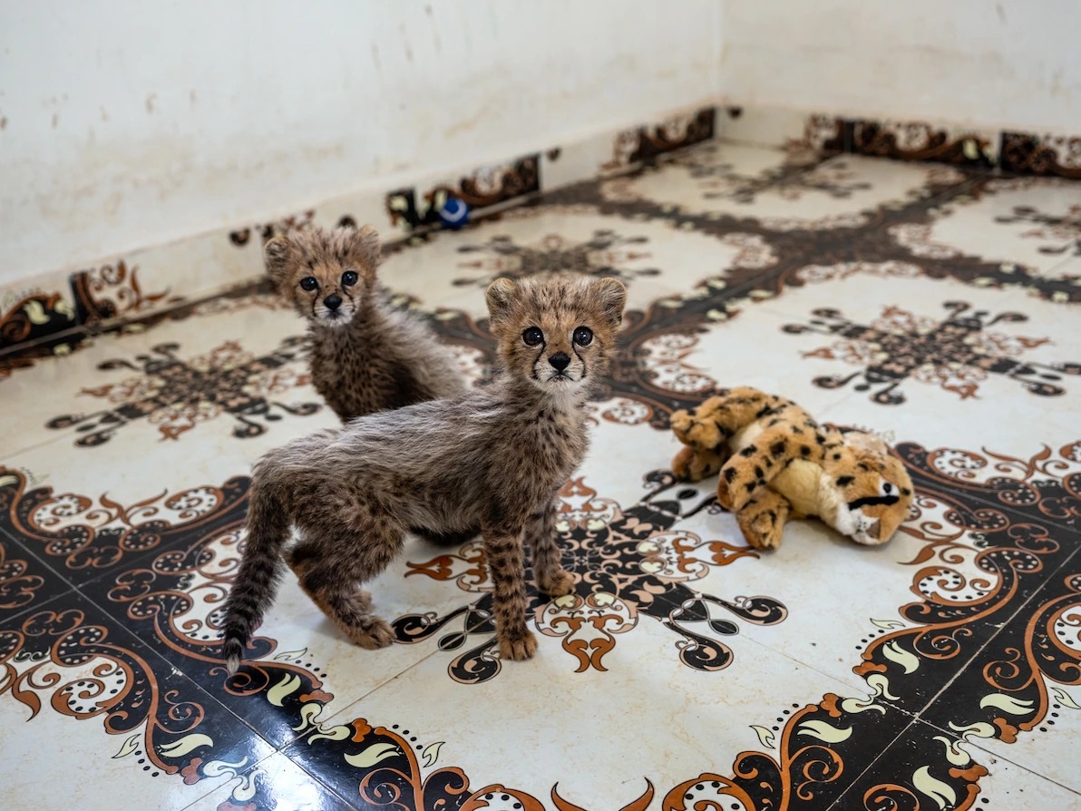 为了满足宠物市场 猎豹幼崽被人从非洲之角走私到阿拉伯半岛