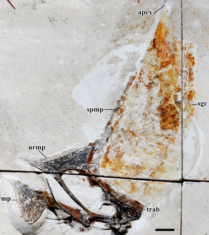 巴西警察查获保存最好的史前飞行爬行动物化石：生活白垩纪早期的无齿翼龙