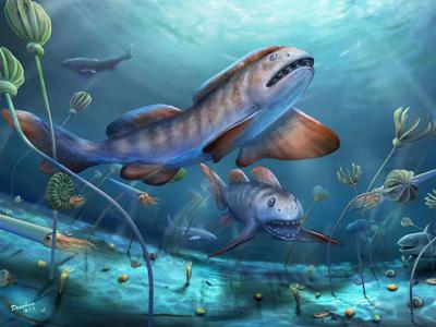 中国首次发现2.9亿年前史前巨鲨化石——瓣齿鲨