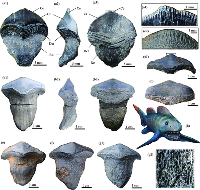 山西阳泉太原组钱石灰岩里的史前巨鲨—瓣齿鲨的牙齿化石（盖志琨摄，杨定华绘制复原图）