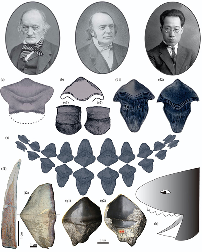 早期研究对瓣齿鲨进行系统研究的三位先驱以及他们研究的标本：理查德·欧文爵士(Richard Owen，1804-1892)，英国古生物学家、动物学家，现代古生物