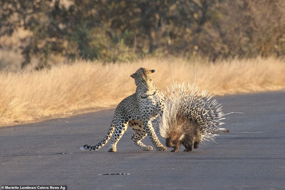 南非克留格尔国家公园饥饿非洲豹攻击豪猪想吃掉它 最后失败离开