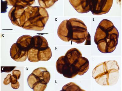 澳大利亚采集的4.8亿年前的奥陶纪化石揭示早期陆生植物从淡水藻类进化而来