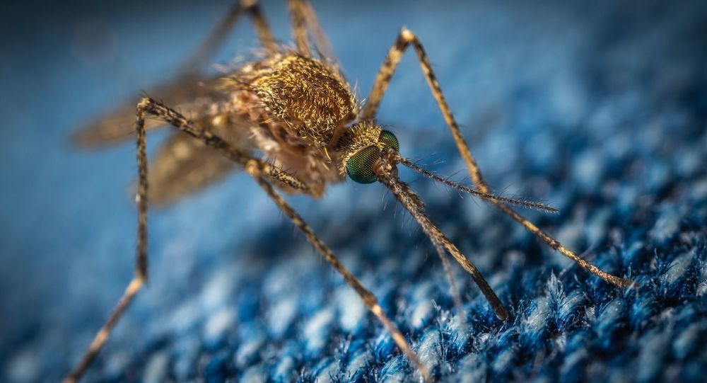俄罗斯生物学家称中国辐射灭蚊法安全有效 但可能造成负面后果