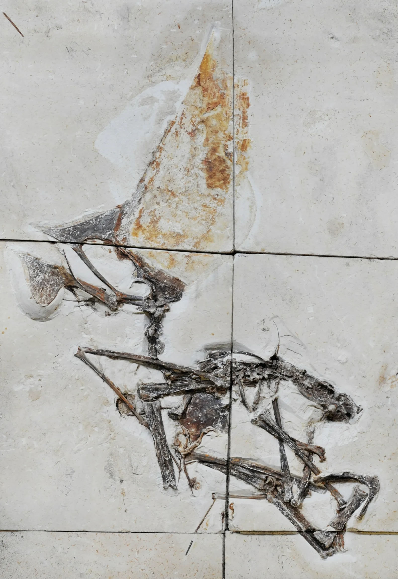 这块新研究的化石被埋在石灰岩里，是首个近乎完整的帆冠雷神翼龙骨架标本。2003年，这一物种首次被描述。摄影：VICTOR BECCARI