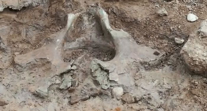 河南汝州大雨冲刷河滩惊现大象盆骨化石