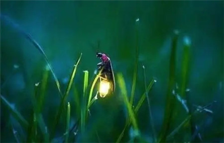 萤火虫为什么会发光?萤火虫发光的原因是什么?