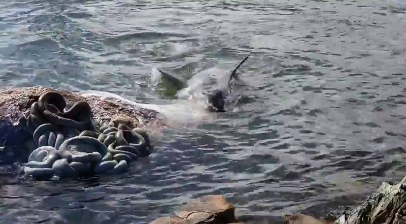 澳洲阿得雷德港一头大翅鲸（座头鲸）遭船只撞击死亡 吸引大批大白鲨前来啃食