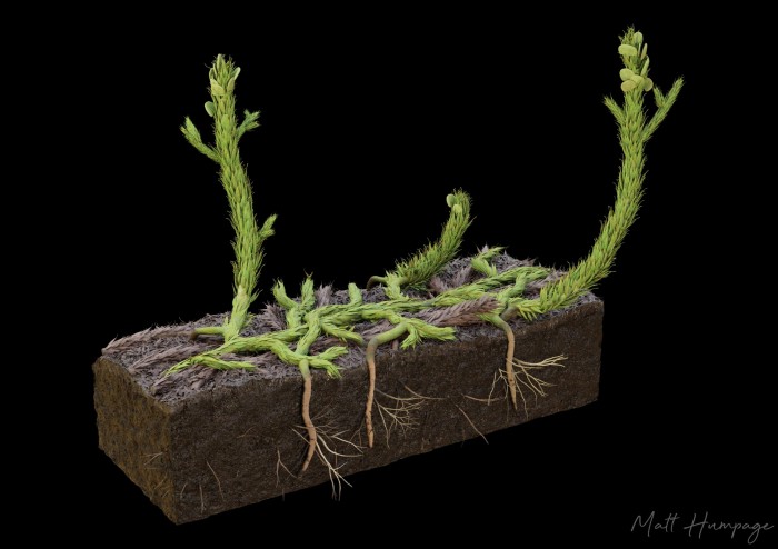 苏格兰发现的植物化石揭示已知最早的根系形式的发展
