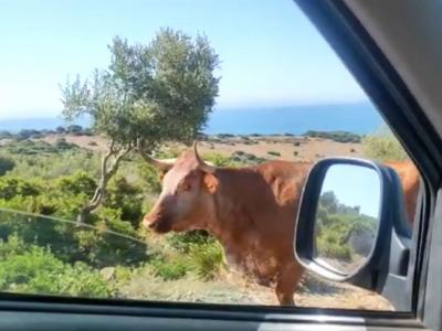 国外网友开车前往西班牙海滩途中停车向牛问路 岂料牛用头指出正确方向
