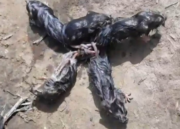 “鼠王”现象？俄罗斯男子在淹水的西瓜田里发现5只尾巴纠缠在一起的幼鼠