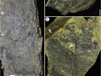《古植物与孢粉学论评》：晚三叠世大网羽叶属植物新发现及全球化石记录修订