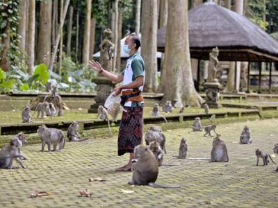 印尼峇里岛受新冠肺炎疫情影响游客数锐减 猴群屡屡闯入民宅抢食