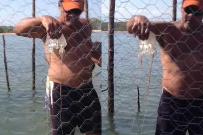 澳洲男子海边徒手抓透明水母晃来晃去 但那是世界最毒的箱型水母