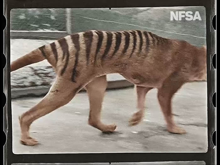 NFSA分享最后一只袋狼（塔斯马尼亚虎）的4K彩色高清重制版影像