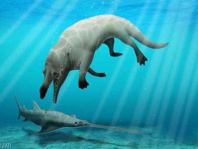 埃及“鲸鱼谷”发现的4300万年前半水生鲸化石揭示早期鲸类如何从陆地走向海洋