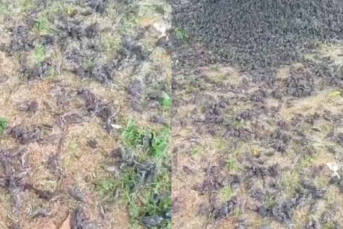 滥用杀虫剂导致？印尼峇里岛大雨后墓地发现大量麻雀死亡 尸体堆积如山