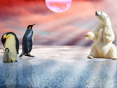 企鹅可能是外星生物？粪便中发现在金星自然存在的化学物质