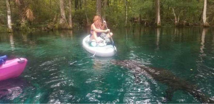 美国佛罗里达州女子在河里划船遇到巨大鳄鱼靠近