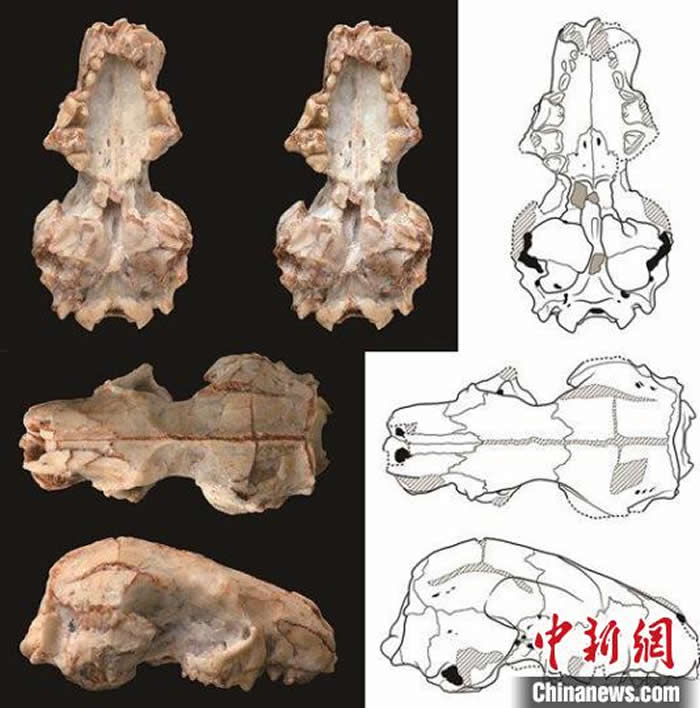 准噶尔合短面猬头骨化石及线条图（图：高伟）。中科院古脊椎所 供图