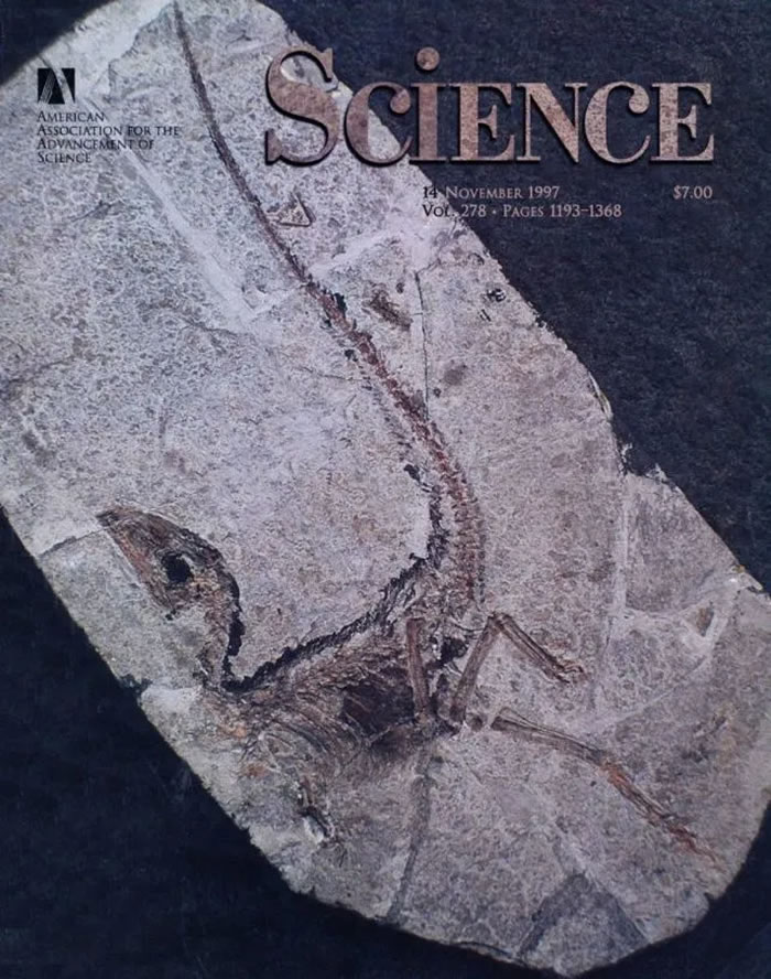 1997年美国Science杂志首次报道中华龙鸟