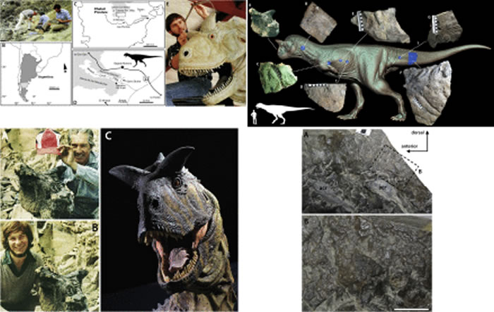 《白垩纪研究》：古生物学家复原食肉牛龙的鳞状皮肤外观