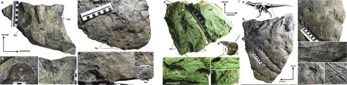 《白垩纪研究》：古生物学家复原食肉牛龙的鳞状皮肤外观