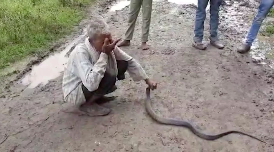 印度男子号称百毒不侵 被眼镜蛇咬自己吸蛇毒惨死