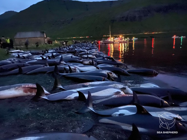 丹麦法罗群岛传统狩猎仪式中扑杀1400多头大西洋斑纹海豚 引发强烈抗议