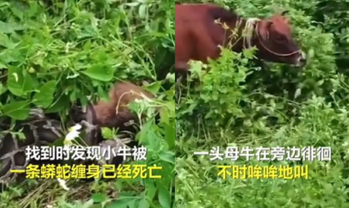 广东广州光辉村小牛被3.5公尺巨蟒吞下肚 母牛目睹悲伤哞哞叫不愿离开