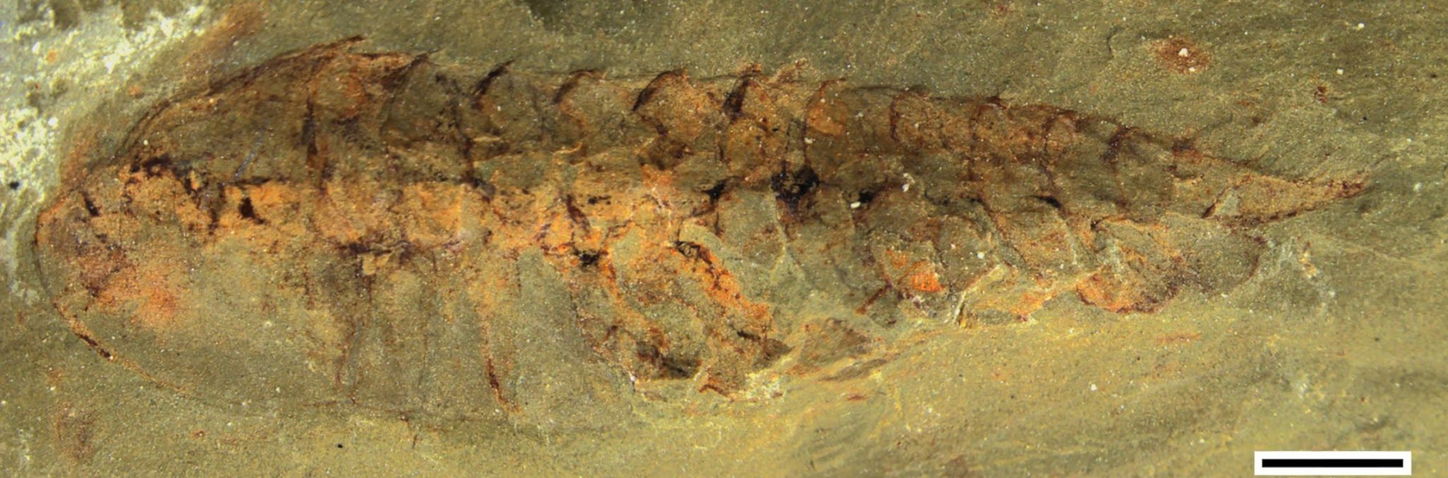 中国贵州省凯里发现的保存完好的化石揭示5亿年前节肢动物祖先的大脑