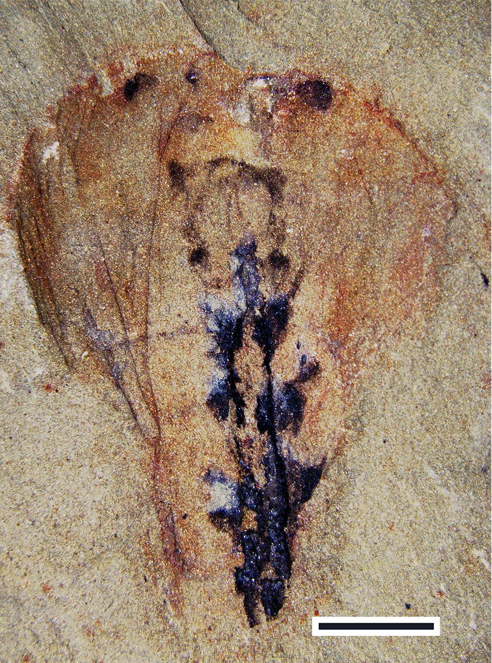 中国贵州省凯里发现的保存完好的化石揭示5亿年前节肢动物祖先的大脑