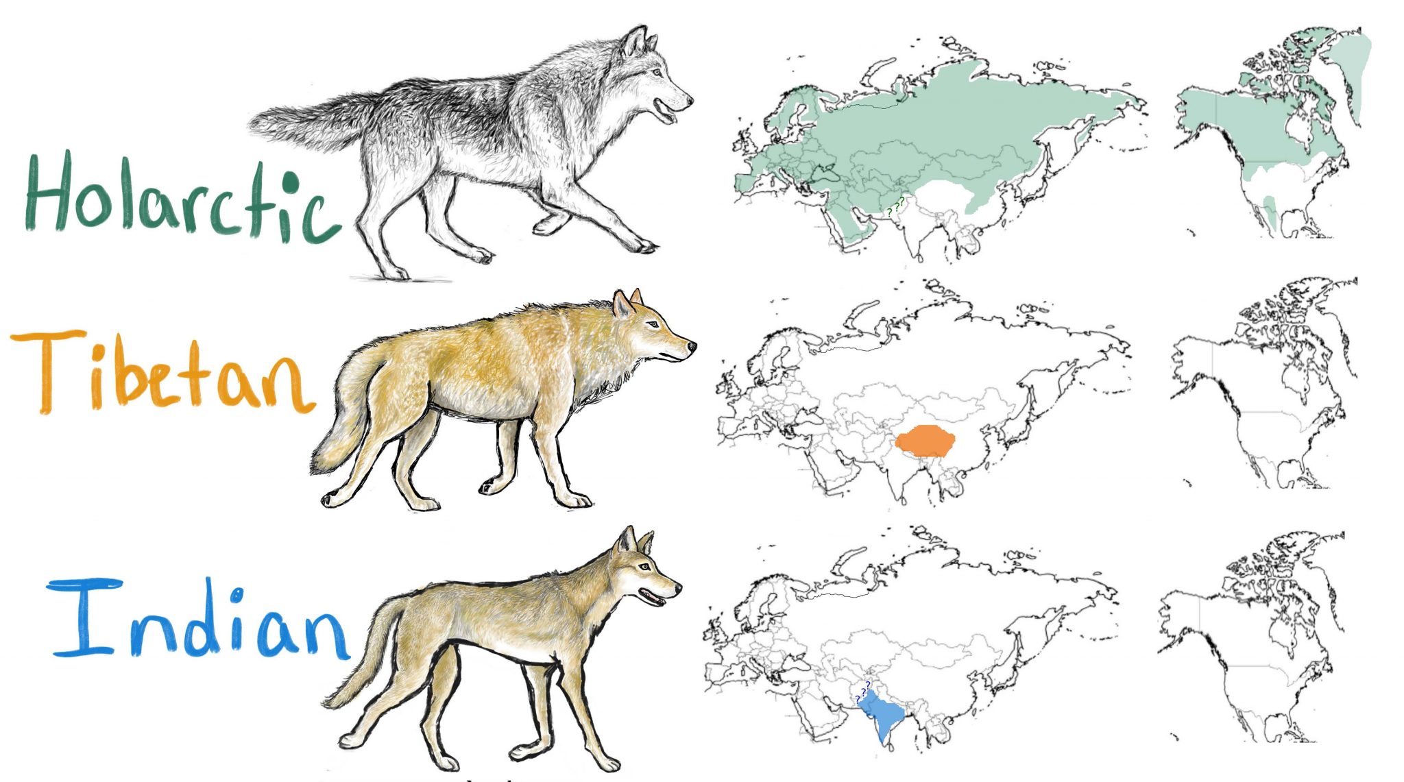 《Molecular Ecology》：印度狼是世界上最濒危的灰狼种群 比之前认为的更加濒危